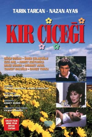 Kır Çiçeği