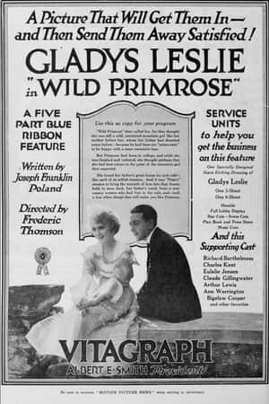 Wild Primrose