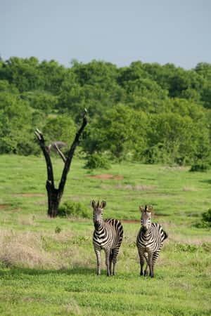 Amazing Wildlife of Botswana