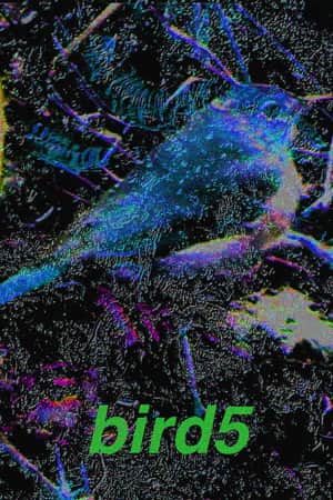 bird5.mp4