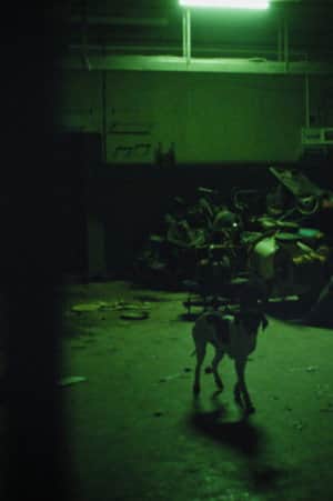 The Fear of Leaving the Animal Forever Forgotten Under the Ground