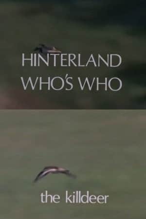 Hinterland Who's Who: Killdeer