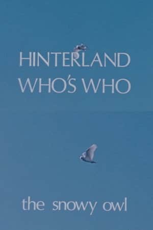 Hinterland Who's Who: The Snowy Owl