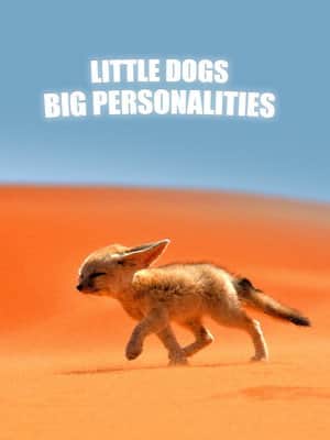 Little Dogs, Big Personalities