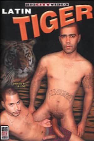 Latin Tiger