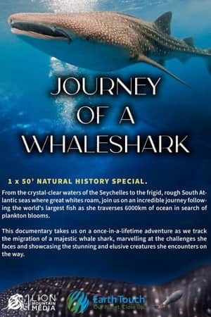 Journey of a Whale Shark