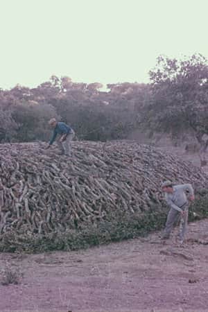 Encinares