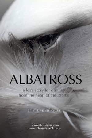 Albatross