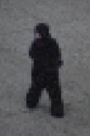 Gorilla Gorilla