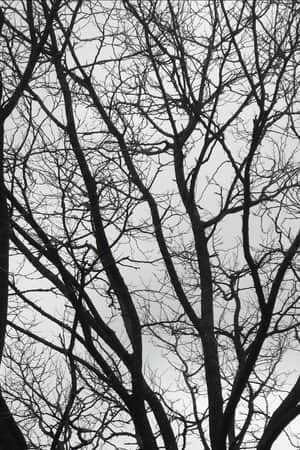 Tree Limbs