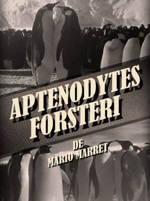Aptenodytes Forsteri