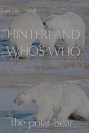Hinterland Who's Who: The Polar Bear