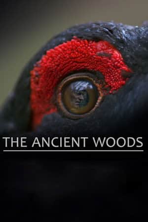 The Ancient Woods