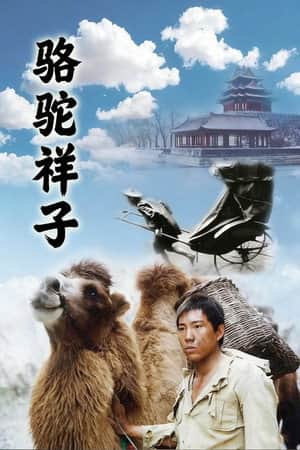 骆驼祥子