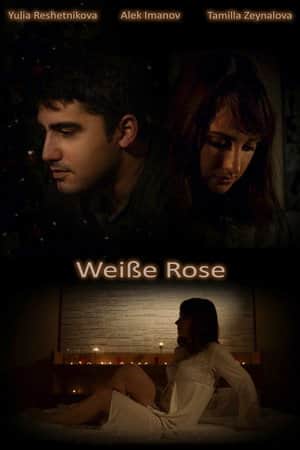 Weiße Rose