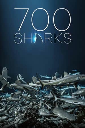 700 Sharks