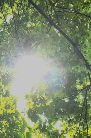 Dreams of Sunlight Through Trees