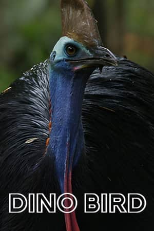 Dino Bird