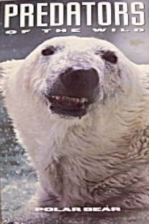 Predators of the Wild: Polar Bear