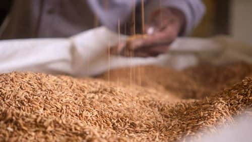 The Rice Kingdom