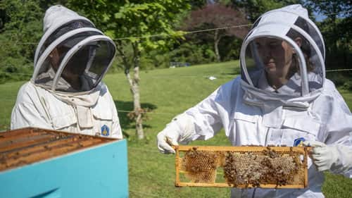 Honey