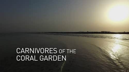 Carnivores of the Coral Garden