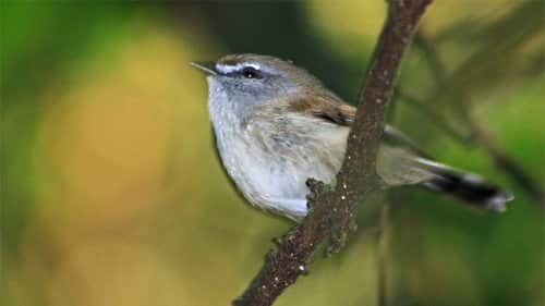 Songbirds