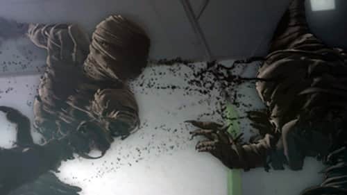 Have You Ever Seen a Black Ghost?