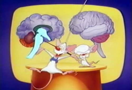 Brainstem