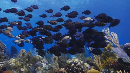 Roatan