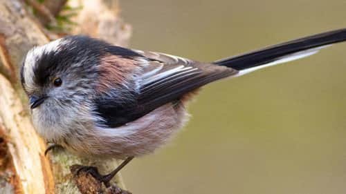 Dawn Chorus