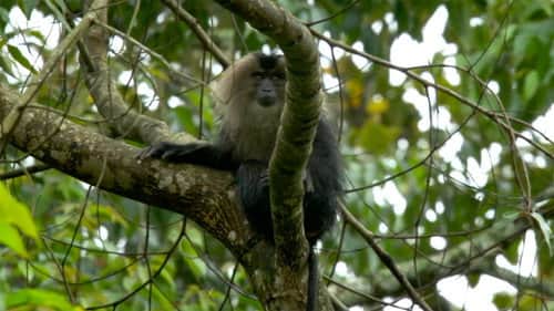 Western Ghats: Monsoon Mountains
