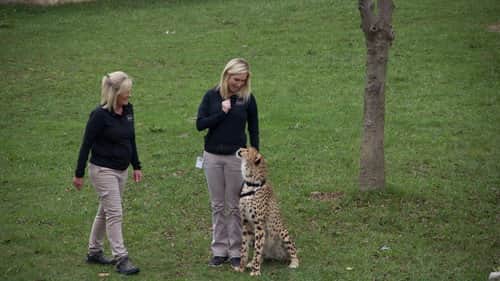 Run Cheetah Run