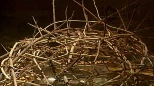 The Crown of Thorns