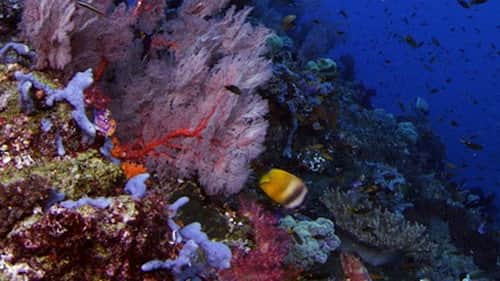Coral Kingdoms