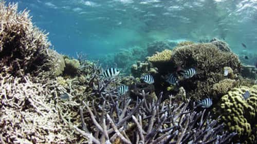 Living Reef
