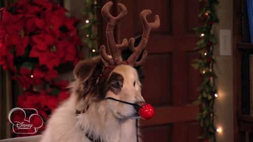 Bark! the Herald Angels Sing