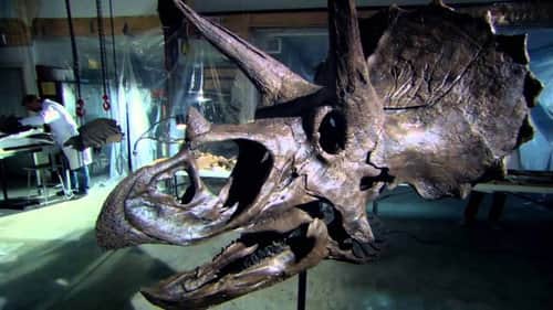The Mesozoic