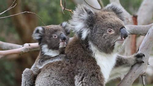 Koala Forest