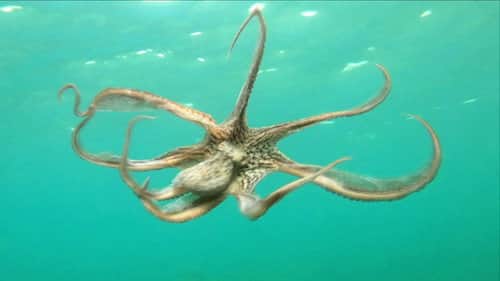 Indonesian Island Mystery