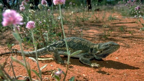 Lizards of Oz