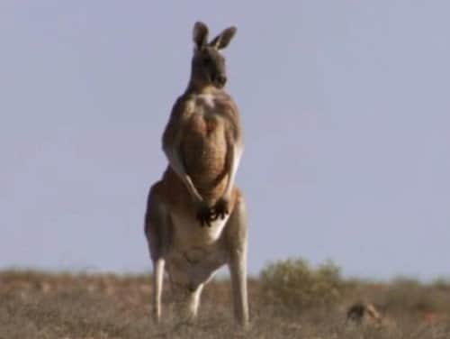 Australia