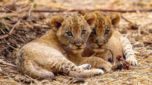 The Lions Fall
