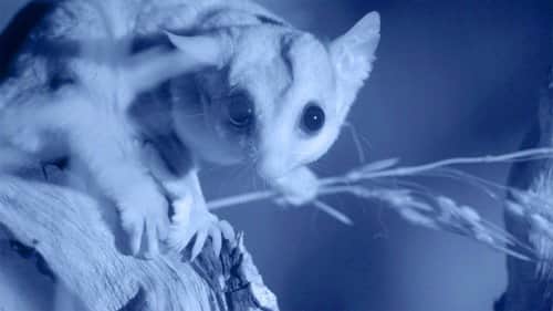 Possum Power