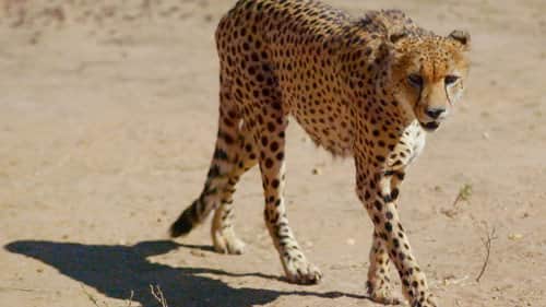 Kgalagadi Transfrontier Park