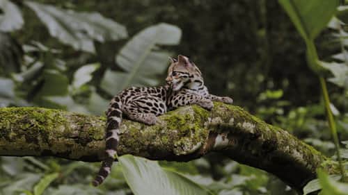 Amazon, Brazil