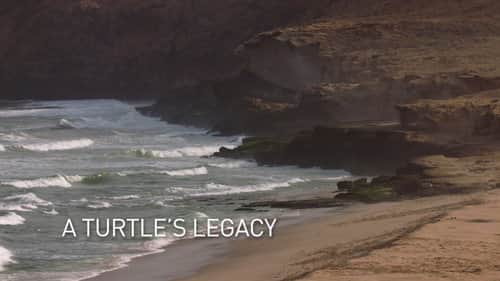 A Turtle's Legacy