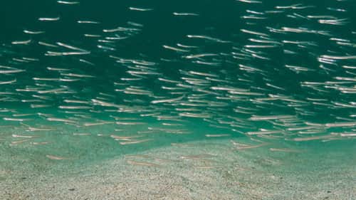 Seabed