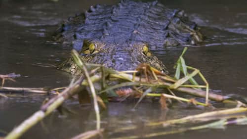 Croc Witchcraft