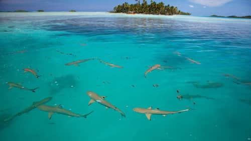 Shark Island